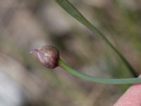Allium lineare Gösslunda, Mörbylånga, Öland, Sweden 20170526_0057
