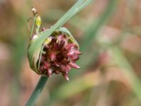 Allium oleraceum Önneslöv, Dalby, Lunnd, Skåne, Sweden 20160701_0026