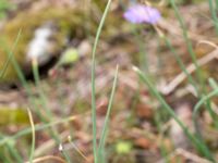 Allium oleraceum Önneslöv, Dalby, Lunnd, Skåne, Sweden 20160701_0027