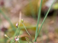 Allium oleraceum Önneslöv, Dalby, Lunnd, Skåne, Sweden 20160701_0028