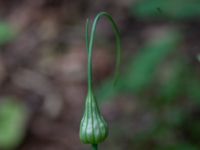 Allium oleraceum Fågelsångsdalen, Lund, Skåne, Sweden 20190712_0118