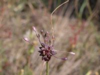 Allium oleraceum Furehov, Åhus, Kristianstad, Skåne, Sweden 20170719_0195