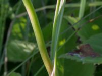 Allium oleraceum Hilleshögs dalar, Landskrona, Skåne, Sweden 20170709_0285