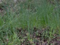 Allium oleraceum Pumphuset, Bunkeflo strandängar, Malmö, Skåne, Sweden 20170413_0071