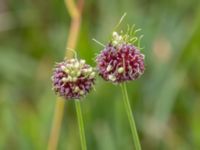 Allium oleraceum Tygelsjö ängar, Malmö, Skåne, Sweden 20230630_0004