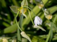 Allium paradoxum Säbybäcken, Landskrona, Skåne, Sweden 20160422_0002