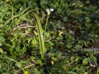 Allium paradoxum Säbybäcken, Landskrona, Skåne, Sweden 20160422_0004