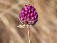 Allium rotundum Ulricedal, Malmö, Skåne, Sweden 20190708_0072