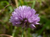 Allium schoenoprasum Ödetomt, Åstorp, Skåne, Sweden 20220618_0087