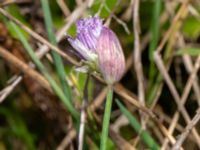 Allium schoenoprasum Brunnshögs f.d. odlingsområde, Lund, Malmö, Skåne 20240929_0018