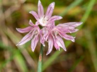 Allium schoenoprasum Brunnshögs f.d. odlingsområde, Lund, Malmö, Skåne 20240929_0019