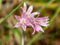 Allium schoenoprasum Brunnshögs f.d. odlingsområde, Lund, Malmö, Skåne 20240929_0021