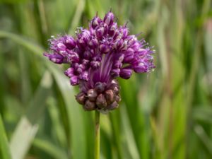 Allium scorodoprasum - Sand Leek - Skogslök