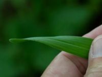 Allium scorodoprasum Ödetomterna, Bunkeflo strandängar, Malmö, Skåne, Sweden 20170613_0027