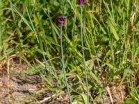 Allium scorodoprasum Ödetomterna, Bunkeflo strandängar, Malmö, Skåne, Sweden 20180608_0012