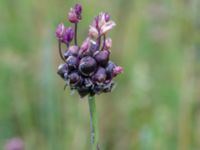 Allium scorodoprasum Augustas torp, 1.3 km NW Änglarp, Hässleholm, Skåne, Sweden 20180711_0267