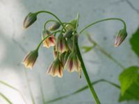 Allium siculum Björnhovdagatan 40, Färjestaden, Mörbylånga, Öland, Sweden 20190609_0141