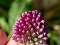 Allium sphaerocephalon Ulricedal, Malmö, Skåne, Sweden 20190712_0002