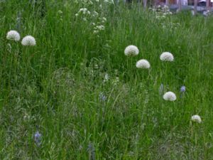 Allium stipitatum - Persian Shallot - Skägglök