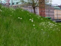 Allium stipitatum Bastion Uppsala, Malmö, Skåne, Sweden 20190526_0012