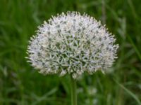 Allium stipitatum Bastion Uppsala, Malmö, Skåne, Sweden 20190526_0014