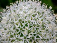 Allium stipitatum Bastion Uppsala, Malmö, Skåne, Sweden 20190526_0016