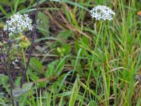 Allium tuberosum Koloniområde Almviksparken, Malmö, Skåne, Sweden 20170827_0056