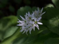 Allium ursinum Kapellvägen, Lund, Skåne, Sweden 20170518_0006