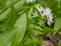 Allium ursinum Tunisborg, Lund, Skåne, Sweden 20230523_0100