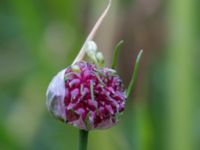 Allium vineale Bakdjupet, Skanör, Falsterbohalvön, Vellinge, Skåne, Sweden 20160617_0262