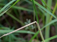 Allium vineale Bakdjupet, Skanör, Falsterbohalvön, Vellinge, Skåne, Sweden 20160617_0263