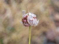 Allium vineale Tånggatan, Malmö, Skåne, Sweden 20190701_0006