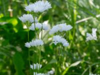 Allium zebdanense Kapellvägen, Lund, Skåne, Sweden 20170519_0006