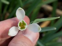 Galanthus nivalis 'Viridapice' Alunbruket, Andrarum, Tomelilla, Skåne, Sweden 20170401_0078