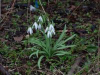 Galanthus nivalis Nybergs dunge, Bunkeflo strandängar, Malmö, Skåne, Sweden 20190316_0018