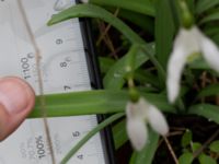 Galanthus nivalis Nybergs dunge, Bunkeflo strandängar, Malmö, Skåne, Sweden 20190316_0025