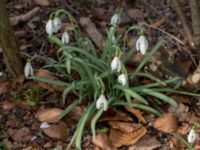 Galanthus x valentinei Limhamns kyrkogård, Malmö, Skåne, Sweden 20160319_0001