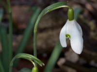 Galanthus x valentinei Limhamns kyrkogård, Malmö, Skåne, Sweden 20160319_0002