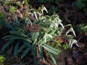 Galathus elwesii - Greater Snowdrop - Turkisk snödroppe