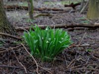 Galanthus elwesii Nybergs dunge, Bunkeflo strandängar, Malmö, Skåne, Sweden 20190316_0005