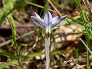 Ipheion uniflorum - Springstar - Vårlilja