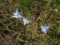 Ipheion uniflorum Skjutbanorna, Lernacken, Malmö, Skåne, Sweden 20190420_0012