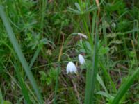 Leucojum aestivum Bastion Uppsala, Malmö, Skåne, Sweden 20190526_0009