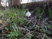 Leucojum vernum var. carpathicum Ödetomterna, Bunkeflo strandängar, Malmö, Skåne, Sweden 20160329_0013