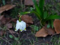 Leucojum vernum var. carpathicum Kungsparken, Malmö, Skåne, Sweden 20150311_0027