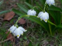 Leucojum vernum var. carpathicum Kungsparken, Malmö, Skåne, Sweden 20150311_0028