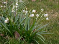 Leucojum vernum var. carpathicum Södra Sallerups kyrka, Malmö, Skåne, Sweden 20170325_0046