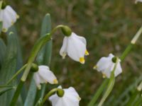 Leucojum vernum var. carpathicum Södra Sallerups kyrka, Malmö, Skåne, Sweden 20170325_0047