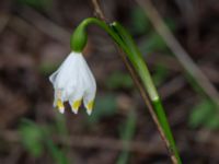 Leucojum vernum var. carpathicum Sege by, Burlöv, Skåne, Sweden 20190323_0003