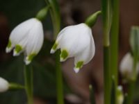 Leucojum vernum var. vernum Gamla begravningsplatsen, Malmö, Skåne, Sweden 20150217_0019